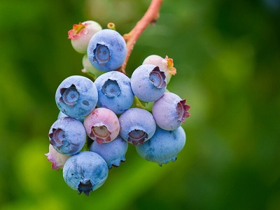 blueberries-3513547_640