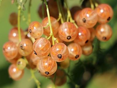 currants-1496075_640